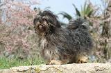 LHASSA APSO 001